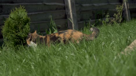 street cat. a cat who lives on the street