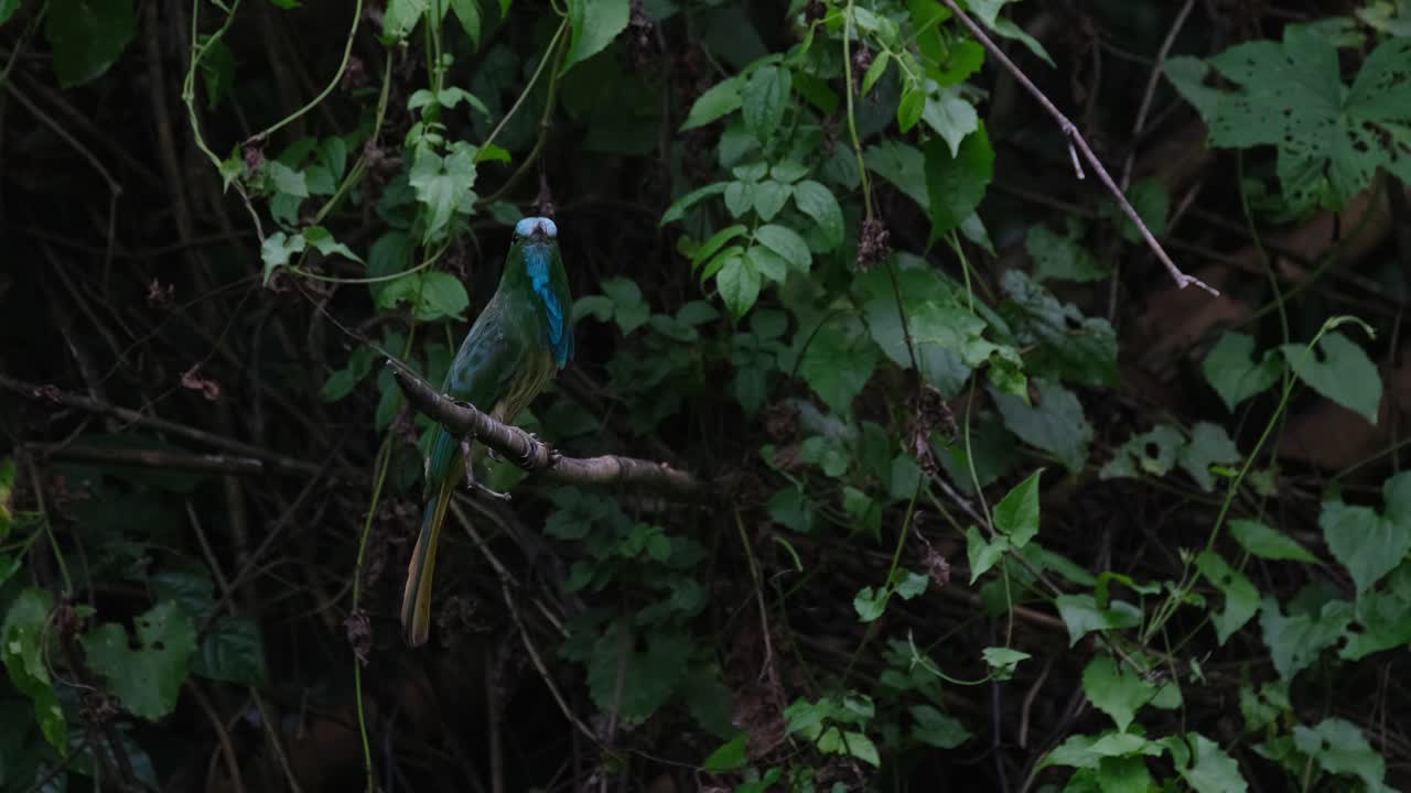 바람이 불고 있는 오후 에 카메라 가  ⁇  아웃 하는 동안 카메라 를 바라보며, 파란 수염 을 가진  ⁇ 벌 먹는  ⁇ 새끼 니크티오르니스 아테르토니, 태국