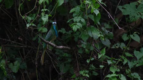 mirando hacia la cámara mientras la cámara se aleja durante una tarde ventosa, el apicultor de barba azul nyctyornis athertoni, tailandia