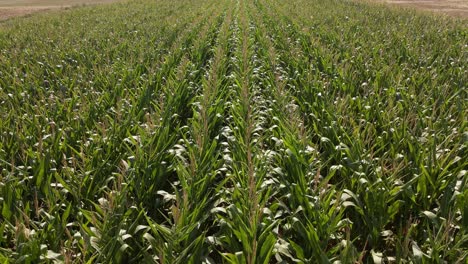 static high angle view of a long cornfield in harsh midday sunlight