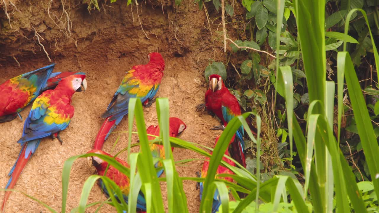 Vibrant flock of Scarlet Macaws busy feeding at Chuncho clay lick in the lush Peruvian rainforest in morning light