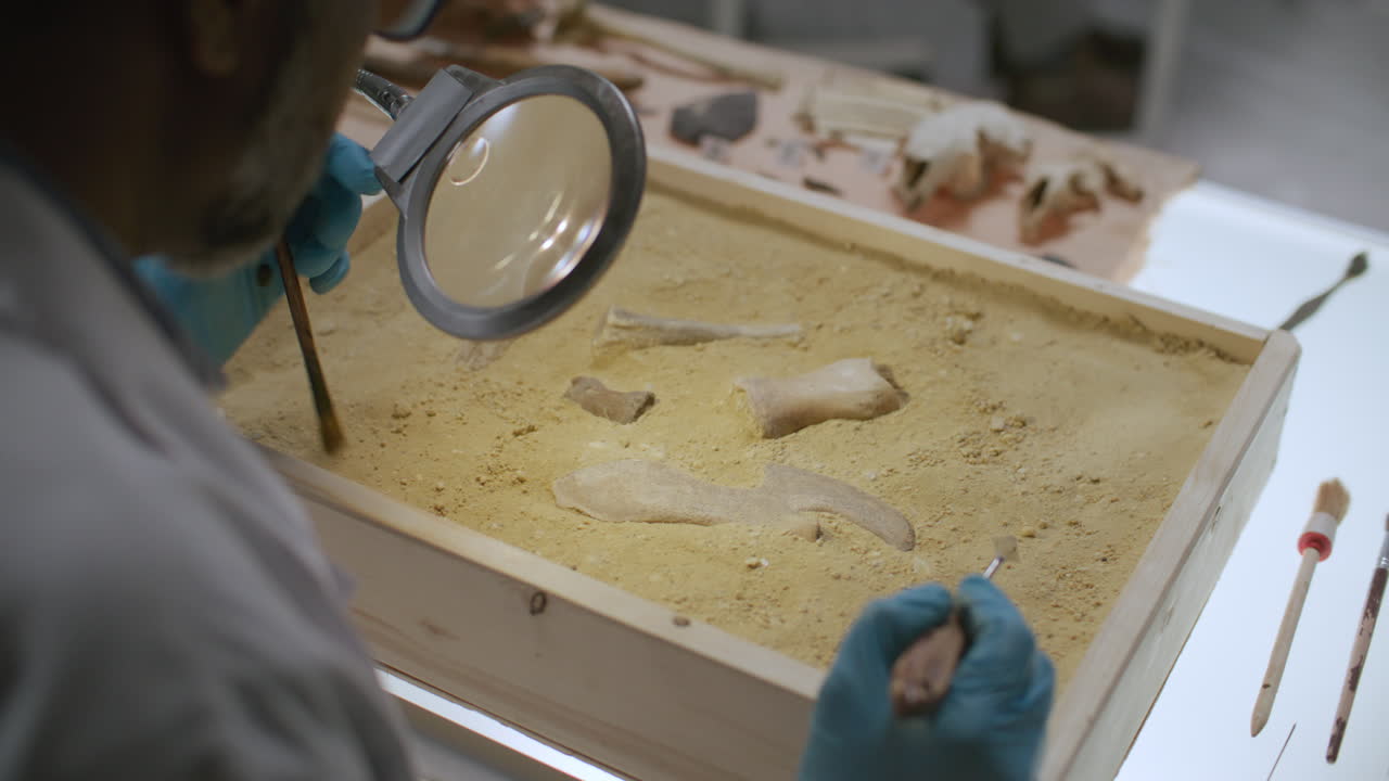 Archaeologist Using Brush to Excavate Ancient Fossils from Sand Tray