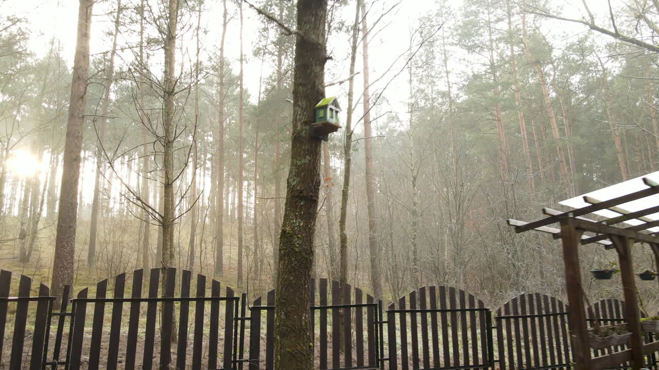 눈부신 햇빛과 함께 아름다운 높은 나무 실루엣을 보여주는 정원에서 pov 포워드 샷