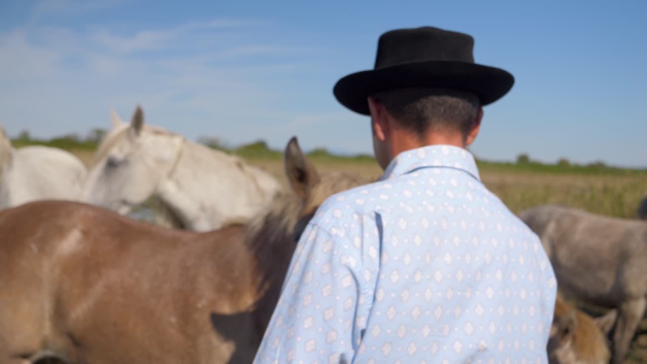 vaquero caminando hacia su manada de caballos en un campo vacío en el sur de francia