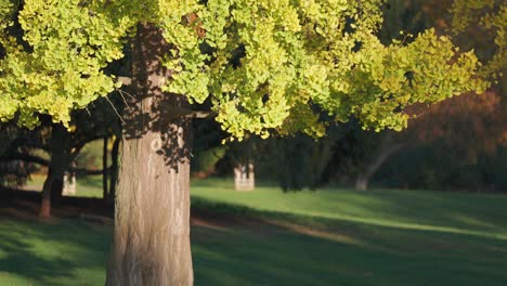 a ginko tree stands tall in letna park, bathed in sunlight on a clear autumn day, showcasing golden leaves that flutter gently in the breeze