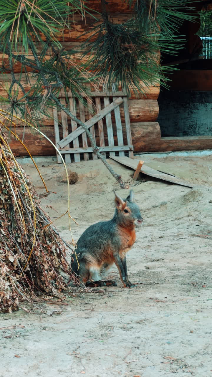 Fluffy Patagonian mara sitting peacefully on the ground. Beautiful wild animal living in captivity. Vertical video.