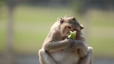 Free-Roaming-Monkey-in-Lopburi,-Thailand