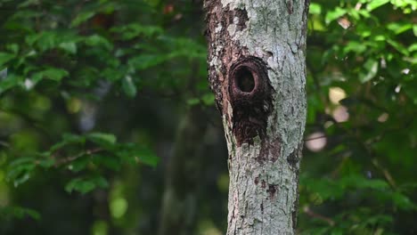 collared owlet, taenioptynx brodiei, kaeng krachan national park, thailand