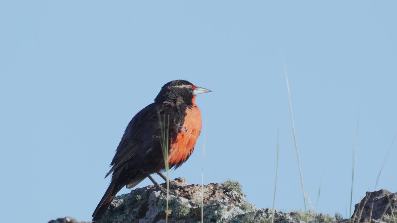 Langhalet engpiber (Leistes loyca) siddende på en sten og syngende på åbent græsland under en klar blå himmel.