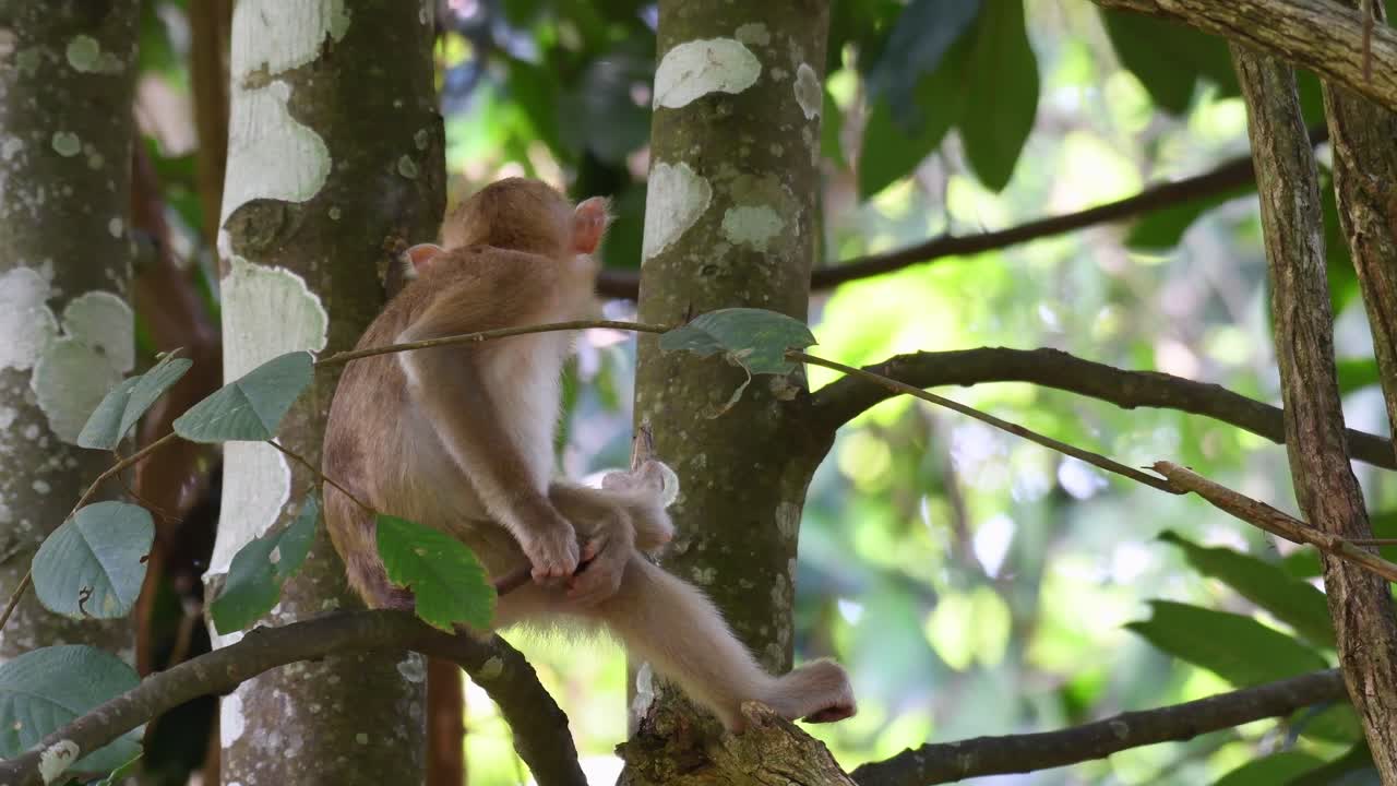 macaco de cola de cerdo del norte, macaca leonina, parque nacional khao yai