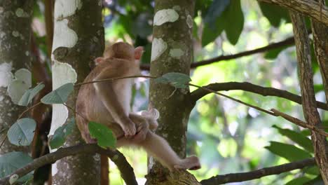 macaco de cola de cerdo del norte, macaca leonina, parque nacional khao yai