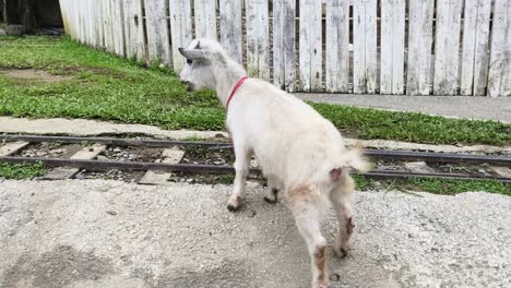 goat on railroad tracks