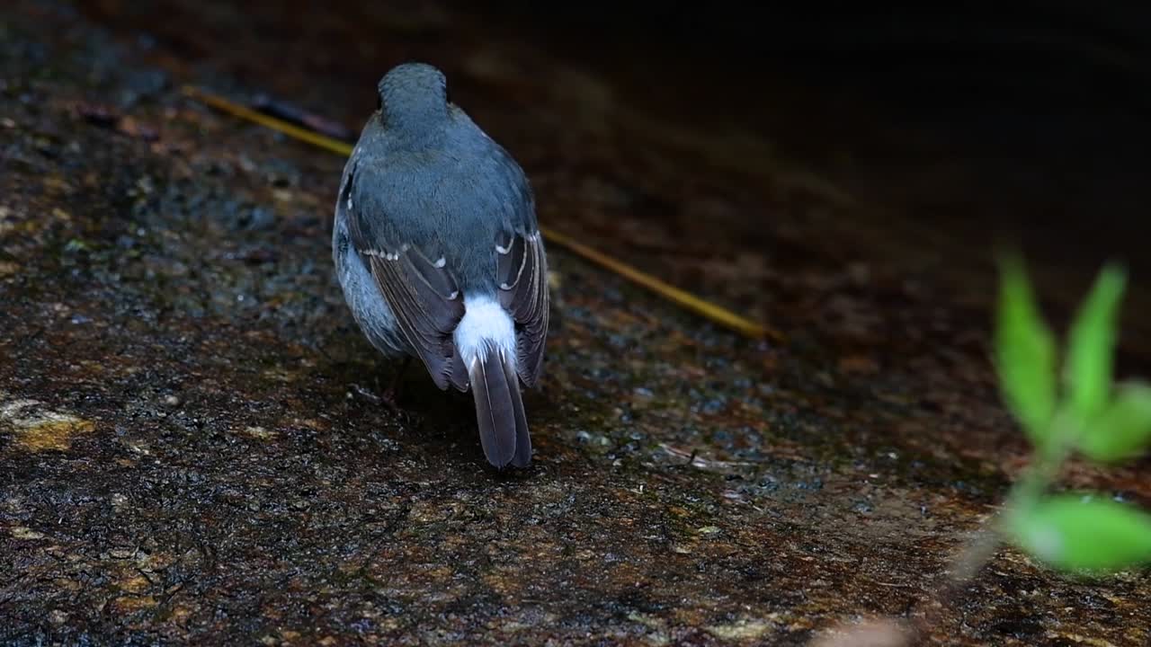 이 암컷 plumbeous redstart는 수컷만큼 화려하지는 않지만 확실히 귀여운 새의 공처럼 푹신합니다.
