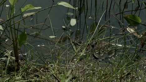 freeze grass snake, natrix on pond with duckweed