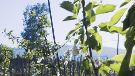 vista a través del huerto de la granja de manzanas con un primer plano de hojas verdes revoloteando retroiluminadas con sol brillante
