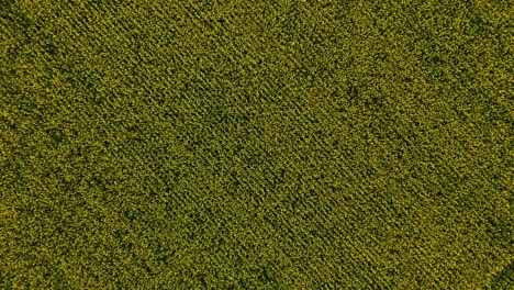 aerial top view of lush green and yellow crop field in saskatchewan, canada