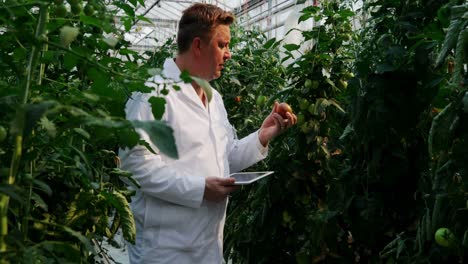 scientist with digital tablet examining plants in the greenhouse 4k