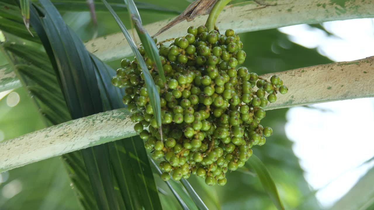 Fresh Green Coconut Seeds on a Palm Tree Hanging on a Branch in Cebu, Philippines