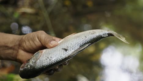 primer plano de un pez local de la tribu cyprinidae en la mano, nativo de las aguas de la selva amazónica, colombia