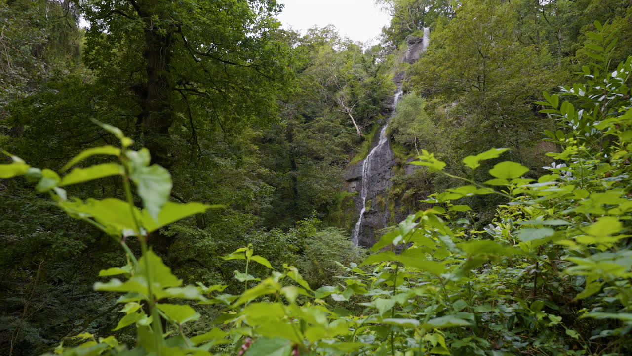 Cataratas del bosque