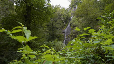 cascada del bosque