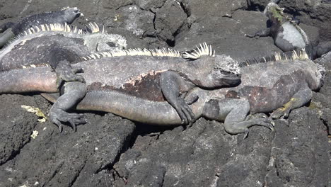 Meeresechsen-Sonnen-Sich-An-Den-Vulkanischen-Küsten-Der-Galapagos-inseln-Ecuador