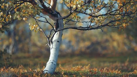 a birch tree with a twisted trunk and yellow-green leaves stands above the soft carpet of colorful autumn undergrowth