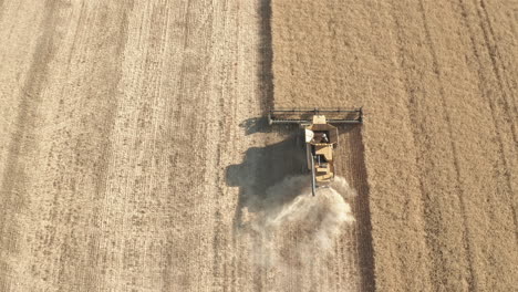 la cosechadora corta el grano en un enorme campo soleado, toma aérea de drones