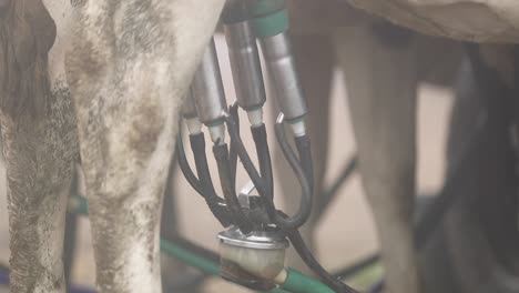 milking dairy cattle in the cowshed with automatic milker machine