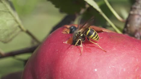 wasp and flies eating red ripe apple fruit