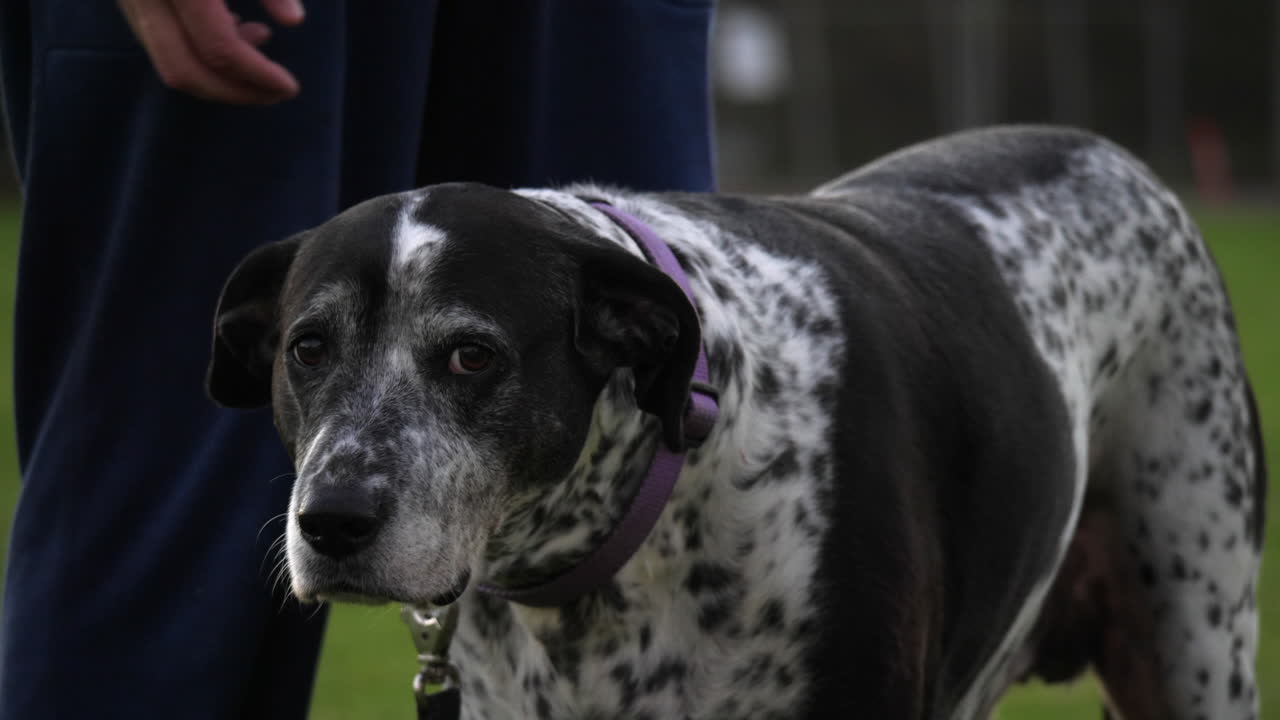 perro feliz en el parque