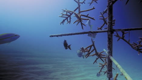 prise de vue sous-marine de poissons chirurgiens et de poissons snapper à queue jaune autour de la pépinière de corail