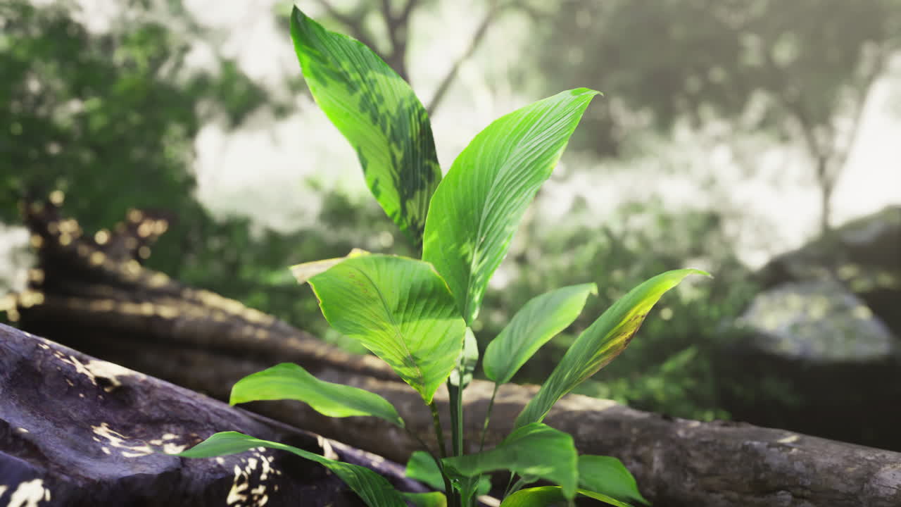 Lush green plant thriving in a serene forest environment during daylight