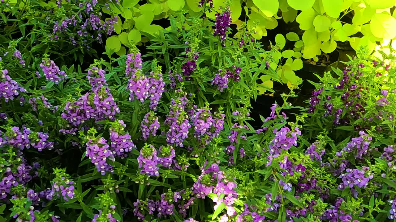 Close-up of vibrant purple flowers surrounded by bright green foliage in natural sunlight.