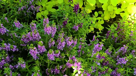 close-up of vibrant purple flowers surrounded by bright green foliage in natural sunlight.