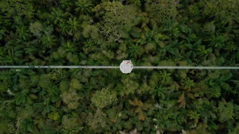 la pasarela de dosel más larga de áfrica con conservación de la naturaleza y la vida silvestre en lekki