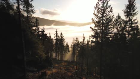 green needle trees in a forest on the karkonosze mountains with the valley hidden by a cloud cover while the sun is brightly shining above the mountain in czech republic