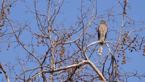 un halcón cooper busca su próxima comida en la reserva de vida silvestre sepulveda en el sur de california