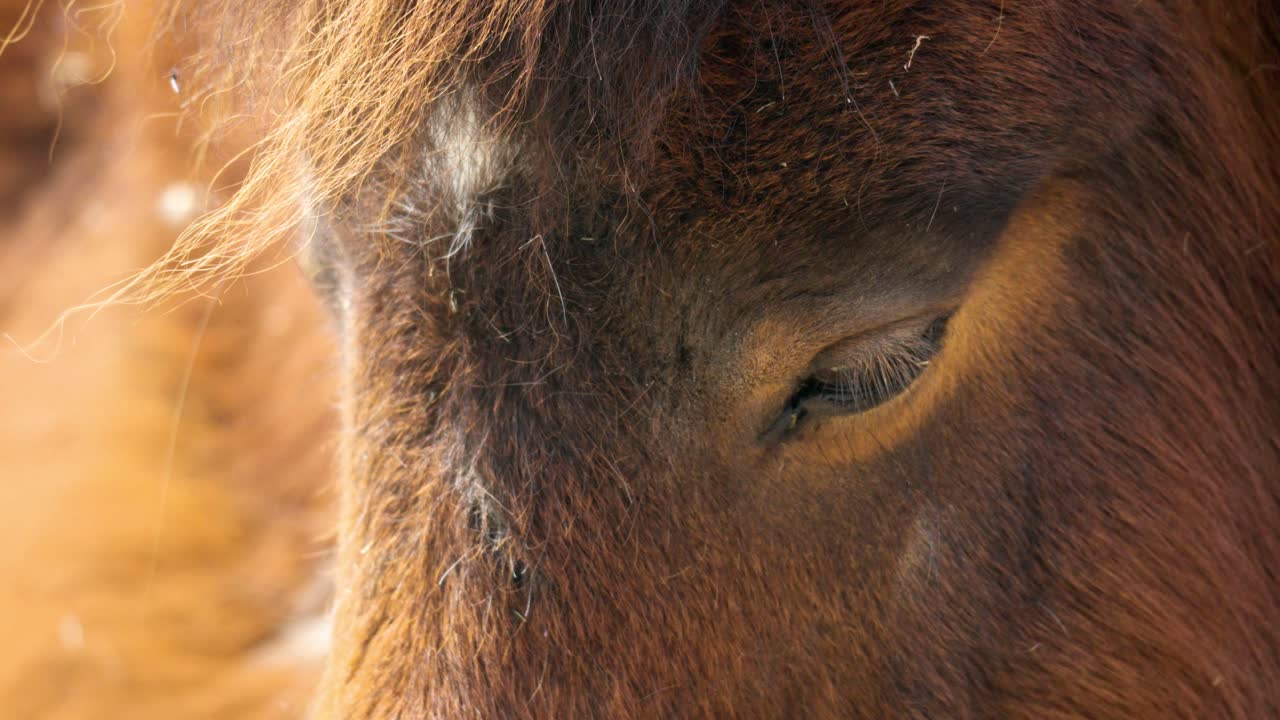 Immagine ravvicinata di un pony Shetland assonnato allo zoo per bambini del Seoul Grand Park, Corea del Sud.