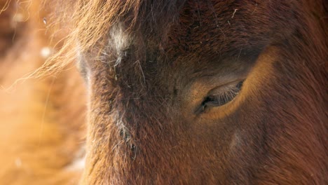 close up image of a sleepy shetland pony at children's zoo in seoul grand park, south korea