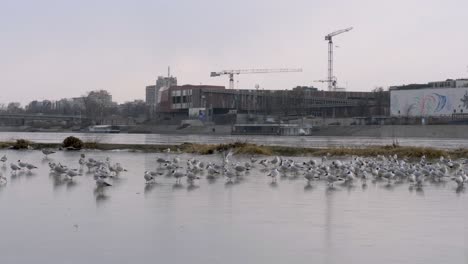 Manada-De-Pájaros-Gaviotas-Caminan-Sobre-Hielo-Cerca-Del-Río-Construcción-Urbana-A-Orillas-Del-Río