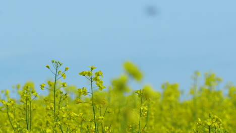 Un-Primer-Plano-De-Un-Campo-De-Colza-Amarillo-En-Plena-Floración-Bajo-Un-Cielo-Azul-Claro,-Con-Múltiples-Flores-Visibles