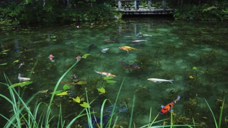 hermoso estanque de monet, un estanque sin nombre que se asemeja a una pintura en gifu, japón.