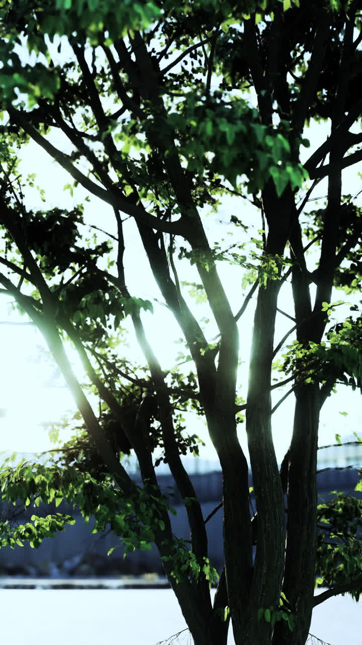 Sunlight streaming through leaves of tree