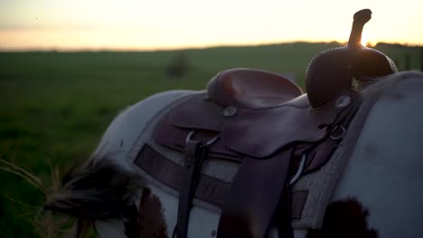 close view of a saddled horse with the sunset behind moving its tail in slow motion