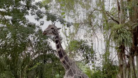 toma de mano después de una jirafa de rothschild, giraffa camelopardalis rothschildi masticando y caminando a través de la escena contra el entorno de follaje en el zoológico de singapur, reservas de vida silvestre de mandai