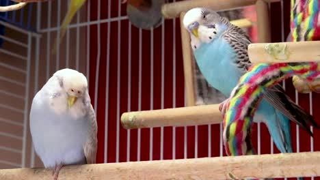 both cute blue and light blue budgies seem tired and rest inside the cage