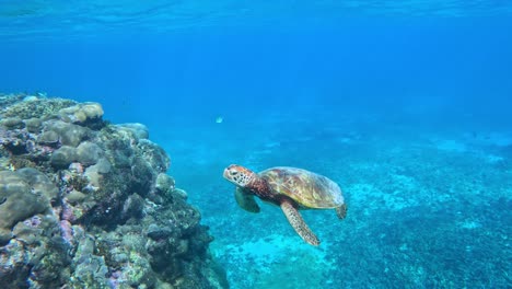 Grüne-Meeresschildkröte,-Die-Unter-Dem-Tropischen-Blauen-Meer-Schwimmt