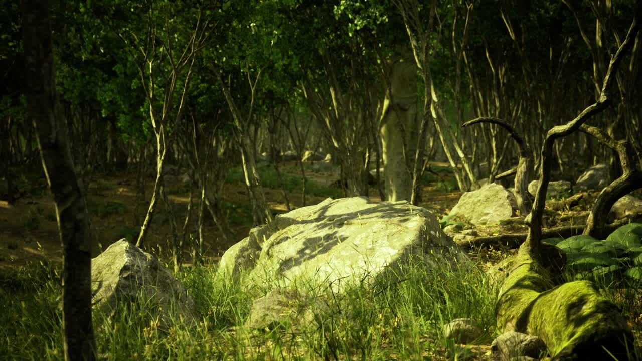 A Lush Forest Scene with Rocks and Sunlight