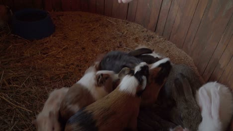 people feed rodents and rabbits in the zoo farm